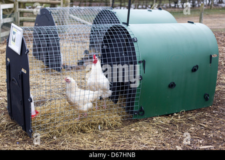 Leghorn Hens for sale in a cage Gallus gallus domesticus Stock Photo