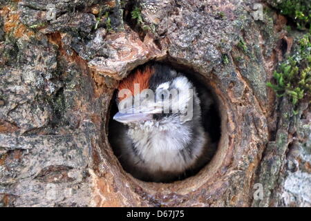 A young Great Spotted Woodpecker looks oput of his brood cave in a tree in Martinsried near Munich, Germany, 13 June 2012. Great Spotted Woodpeckers lay between four and seven eggs which are brooded for 11 to 13 days. The young birds are fed for three or four weeks before they leave the nest. Photo: Gregor Blumauer