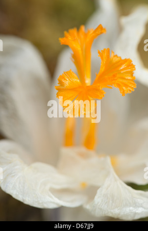 White Crocus vernus flower showing bright orange yellow pistil against brilliant white petals opened up Stock Photo