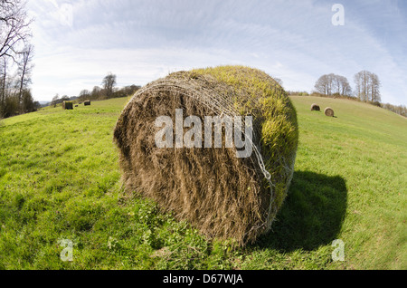 Damaged and discarded hay bales sprout new growth having been left behind last season due to torrential rain and bad weather Stock Photo