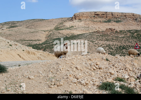 Sheep in a desert place from the middle east country of Jordan Stock Photo