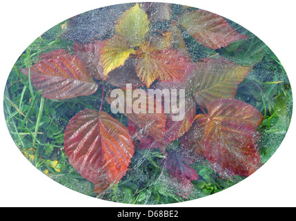 Leaves and grass under ice Stock Photo