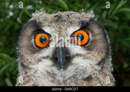 A Eurasian Eagle-Owl (Bubo bubo) looks into the camera during a photo opportunity at the zoo in Stralsund, Germany, 06 July 2012. The fledging is about three months old and is raised by hand. The zoo in Stralsund currently houses 800 animals on a 16 hectares area. Photo: Stefan Sauer Stock Photo