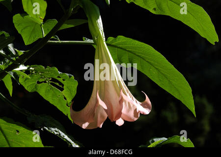 (dpa-file) - A file picture dated 17 October 2006 shows the blossom of an angel trumpet in Leverkusen, Germany. Photo: Horst Ossinger Stock Photo