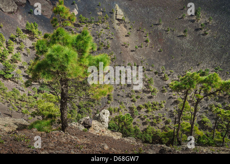 La Palma, Canary Islands - Volcano Park of San Antonio, Fuencaliente, south of island. The crater. Stock Photo