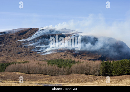 Heather burning in the highlands of Scotland. Stock Photo