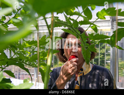 German Federal Agriculture Minister Ilse Aigner visits the company 'Efficient City Farming' and eats a tomato in Berlin, Germany, 17 July 2012. The project includes around 700 hobby gardeners. Her visit took place as part of the press tour on the topic of urban farming. Photo: SOEREN STACHE Stock Photo