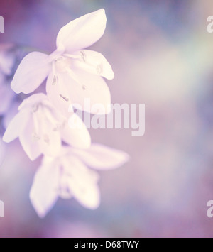 Beautiful gentle white flowers on purple background, soft focus, fine art, floral border, spring season Stock Photo