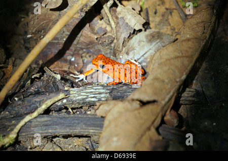 Strawberry poison dart frog, Oophaga pumilio, Bastimentos national park, Bocas del Toro, Panama Stock Photo