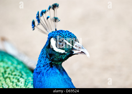 Beautiful peacock Stock Photo