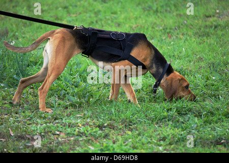 Police K9 dog, a bloodhound, tracking. Stock Photo