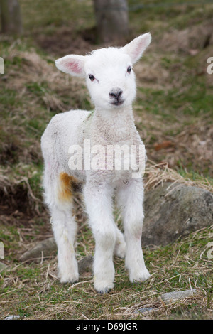 Young lamb in April, England, UK Stock Photo