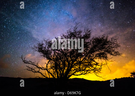 Silhouette of tree against night sky Stock Photo