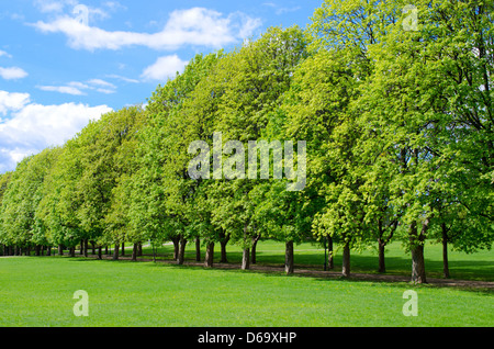 Tree line in the popular Vigeland park Stock Photo