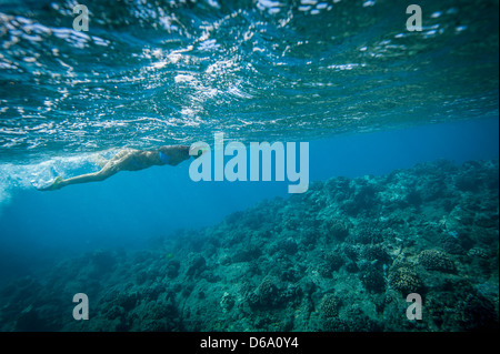 Snorkeler swimming in coral Stock Photo