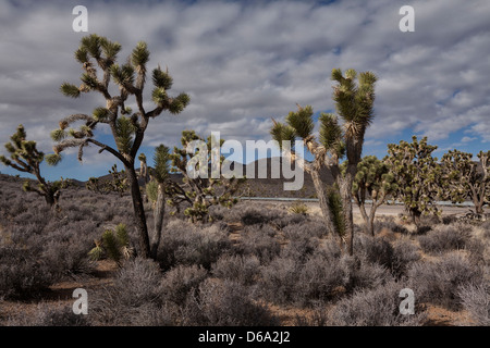 Joshua trees growing in dry landscape Stock Photo