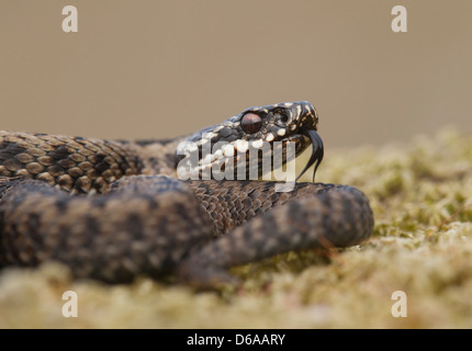 vipera berus - female adder head close-up with forked tongue extended. Stock Photo