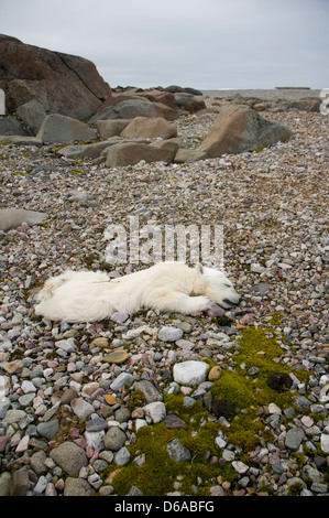 Norway, Svalbard Archipelago, Spitsbergen. Polar bear, Ursus maritimus, spring cub found dead along the coast. The cub was found Stock Photo