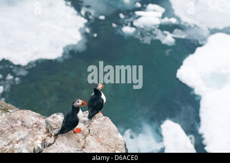 Atlantic puffin Fratercula arctica pair of adults perched on a cliff Norway Svalbard Archipelago Spitsbergen Sassenfjorden Stock Photo