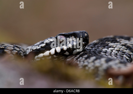 vipera berus - male adder head in close-up Stock Photo