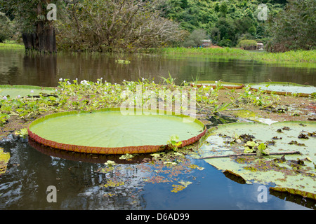 Brazil, Amazon, Valeria River, Boca da Valeria. Giant Amazon lily pads. Stock Photo