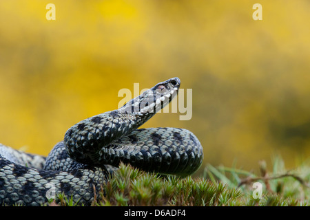 vipera berus - male adder head raised Stock Photo