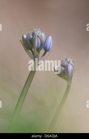 Hyacinthoides non-scripta - Bluebell Stock Photo