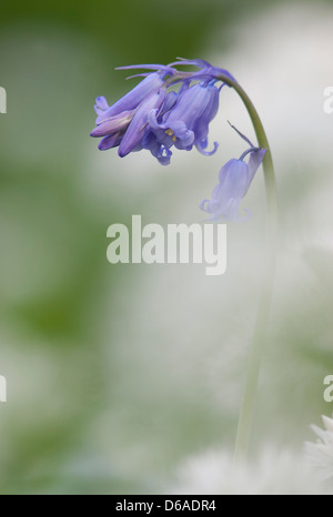 Hyacinthoides non-scripta - Bluebell Stock Photo