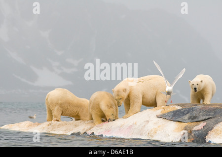 Polar bear Ursus maritimus group scavenges the carcass of a fin whale Balaenoptera Norway Svalbard Archipelago Spitsbergen Stock Photo