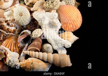 USA - Detail of seashells from around the world. Stock Photo