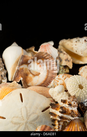 USA - Detail of seashells from around the world. Stock Photo