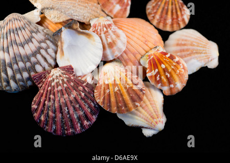 USA - Detail of colorful scalloped shaped seashells from around the world on black background. Stock Photo