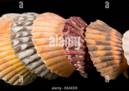 USA - Detail of colorful scalloped shaped seashells from around the world on black background. Stock Photo