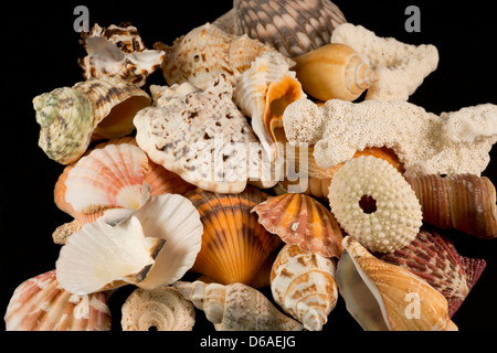 USA - Detail of seashells from around the world. Stock Photo