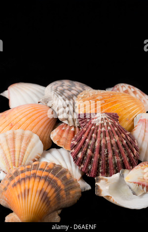 USA - Detail of seashells from around the world. Stock Photo