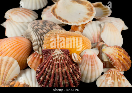 USA - Detail of seashells from around the world. Stock Photo