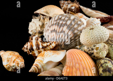 USA - Detail of seashells from around the world. Stock Photo