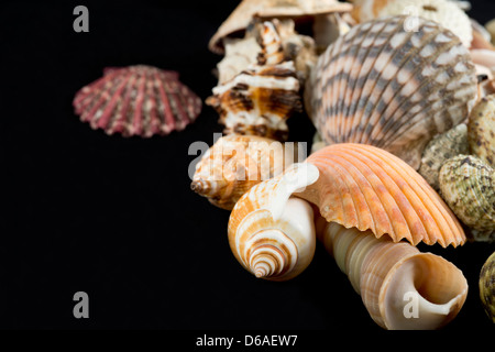 USA - Detail of seashells from around the world. Stock Photo