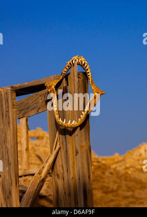 Shark Jaws On A Ruined Ottoman Coral Buildings, Suakin, Sudan Stock Photo