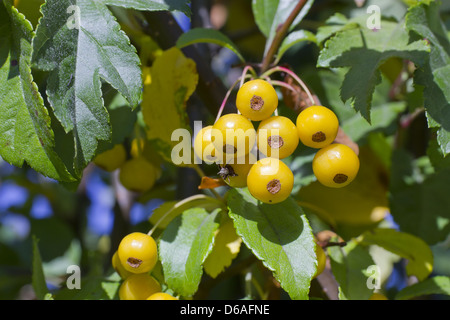 Yellow berries on branches