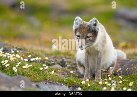 Norway, Svalbard Archipelago, Spitsbergen, Sassenfjorden. Arctic fox, Alopex lagopus, forages on the tundra amid blooming Stock Photo