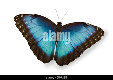 blue fake butterfly isolated white background Stock Photo - Alamy