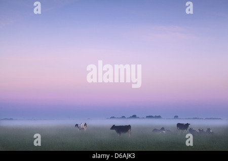 Dutch pasture in fog at sunrise Stock Photo