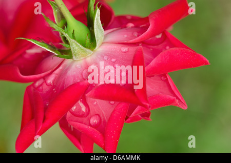 Water droplets on red rose, underside view against green background