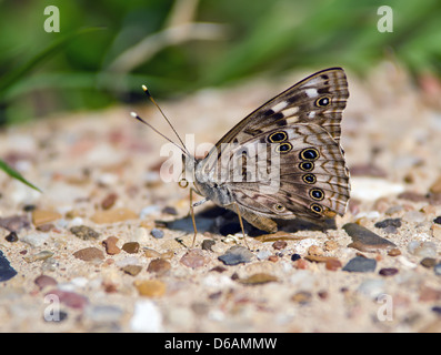 Hackberry Emperor butterfly (Asterocampa celtis) Stock Photo