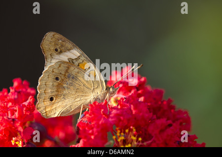 Common Buckeye butterfly (Junonia coenia) on red flowers Stock Photo