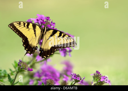 Eastern Tiger Swallowtail butterfly (Papilio glaucus) feeding on purple flowers Stock Photo