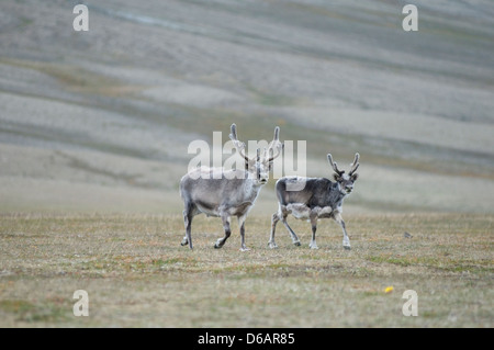Norway, Svalbard Archipelago, Spitsbergen., Sassenfjorden. Svalbard reindeer, Rangifer tarandus platyrhynchus, a small subspecie