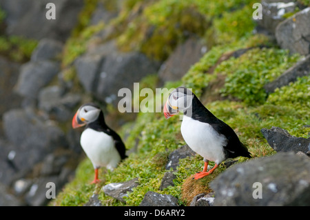 puffin Fratercula arctica pair of adults perched on a cliffNorway Svalbard Archipelago Spitsbergen Sassenfjorden Stock Photo
