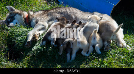 A female Greenland dog is pictured with her six little puppies in Tasiilaq, district Ammassalik, in east Greenland, Greenland, Denmark, 17 July 2012. Greenland dogs are an ancient breed, which are powerful and heavy-built, making them important sled dogs for Inuit. Photo: Patrick Pleul Stock Photo